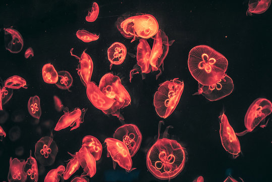 Nesselzellen Bilder Durchsuchen 163 Archivfotos, und