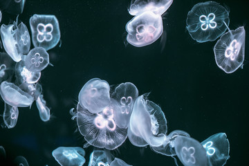 jellyfish in the aquarium