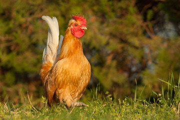 Hen close up on grass in summer