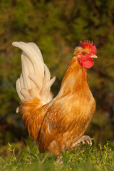 Hen close up on grass in summer