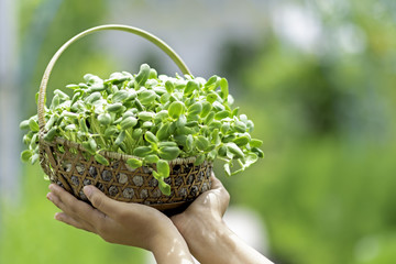 Naklejka na ściany i meble Sunflower sprouts in a rattan basket on hands.