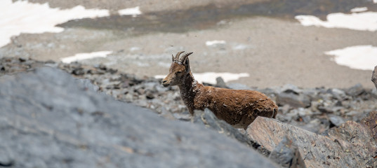 Mountain goat over the rocks