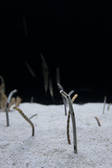 Fototapeta premium Spotted garden eel