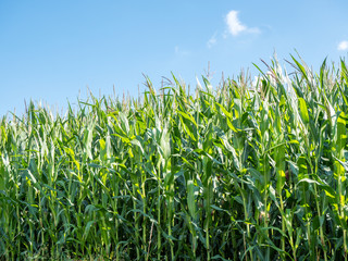 Obraz premium Feld mit Mais