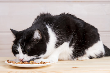 black and white old cat eats from a plate