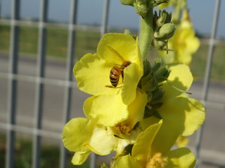 ape in natura sul fiore