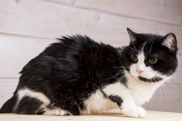 black and white old cat on a wooden background
