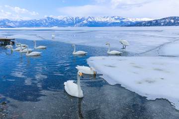 冬の屈斜路湖砂湯付近の白鳥