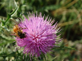 ape in natura sul fiore