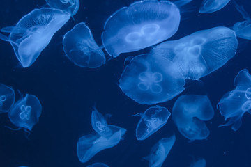 colorful jellyfish in the aquarium