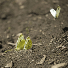 Two lemony butterflies sit on the earthen slope another butterfly flies to them from behind.