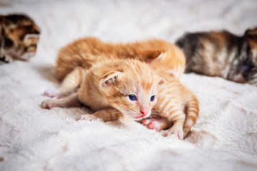 little cute kittens