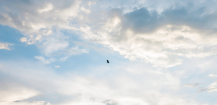 Motion bird flying on Clouds and blue sky background