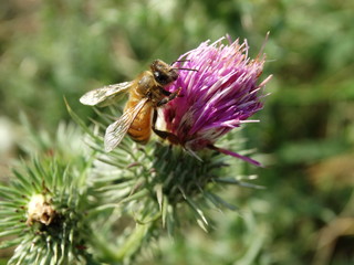 ape in natura sul fiore