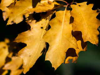 Yellow leaves on an oak. Autumn oak leaves.