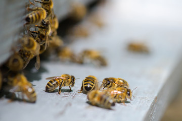 bees on the platform