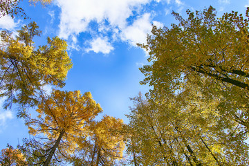 Beautiful golden autumn forest