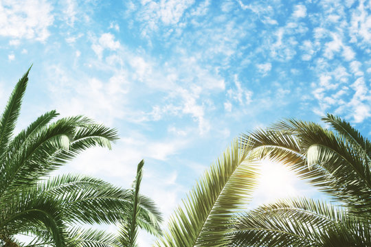 green palm and blue sky background
