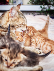 Mother cat nursing baby kittens