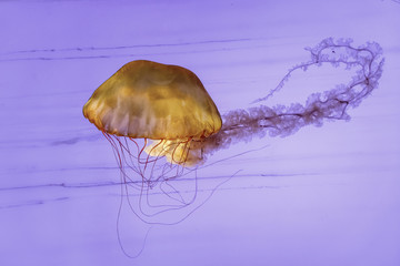 colorful jellyfish in the aquarium