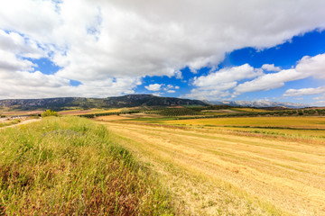 Landscape of golden fields