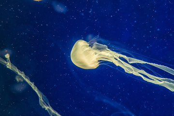 Obraz na płótnie Canvas colorful jellyfish in the aquarium