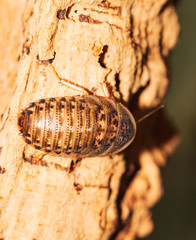 large exotic cockroaches