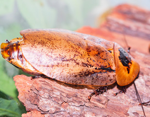 large exotic cockroaches