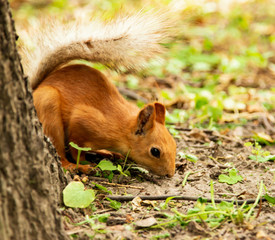red squirrel in the forest