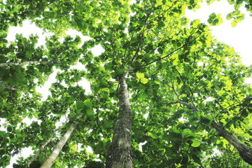 The big tree under sky. trees on summer.Trees and sunlight under sky background. The trees in forest Thailand.