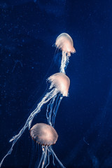 colorful jellyfish in the aquarium