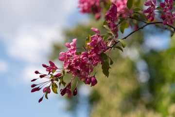 pink apple blossoms