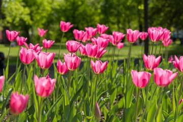  pink tulips
