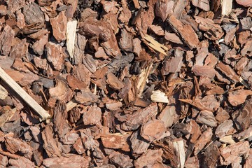 pieces of bark of a tree