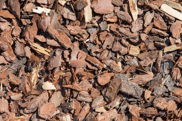 bark of tree