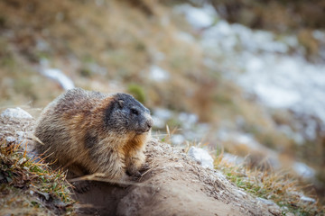 Marmot in the mountains