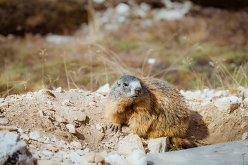 Marmot in the mountains