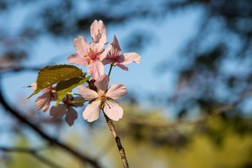 sakura flowers