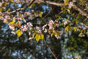 cherry branch