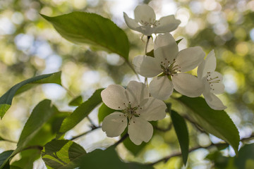 Beautiful blooming wild apple-tree in a park close-up in sunlight