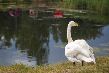 White swan standing in the grass on the lake shore
