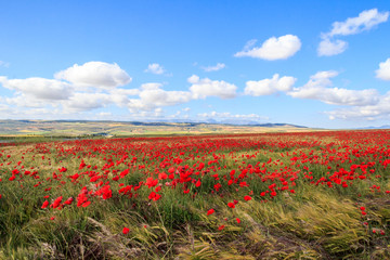 Poppy field and clouds, Granada Province, Spain