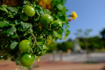 青いプチトマト