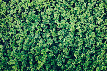 Green leaves of an ivy in a close-up.