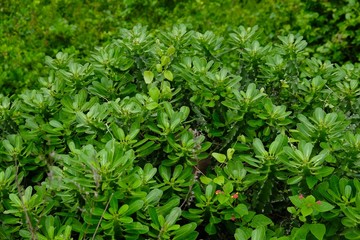 wilde cactus in the forest