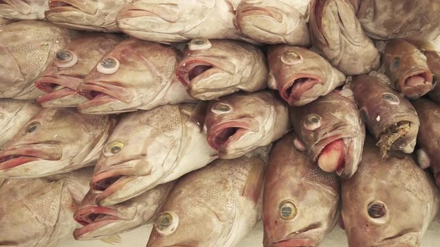 Fresh frozen fish on the counter in supermarket stock footage video