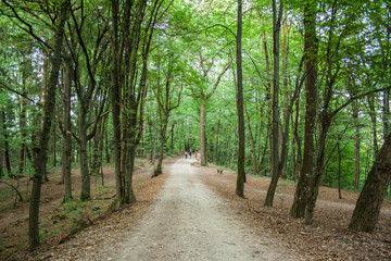 Naklejka premium Green and Quiet Forest with Path