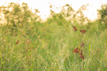 butterfly nature background on grass green and sunset
