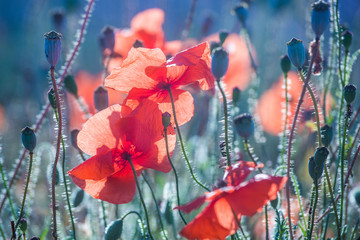 Beautiful meadow full of red wild poppies closeup in sunshine flare