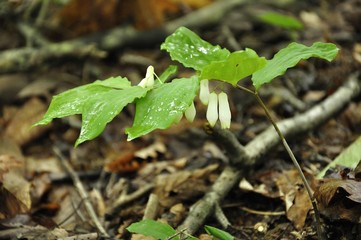 ミヤマナルコユリ